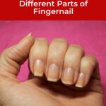 www.NailCareHQ.com Nail Anatomy