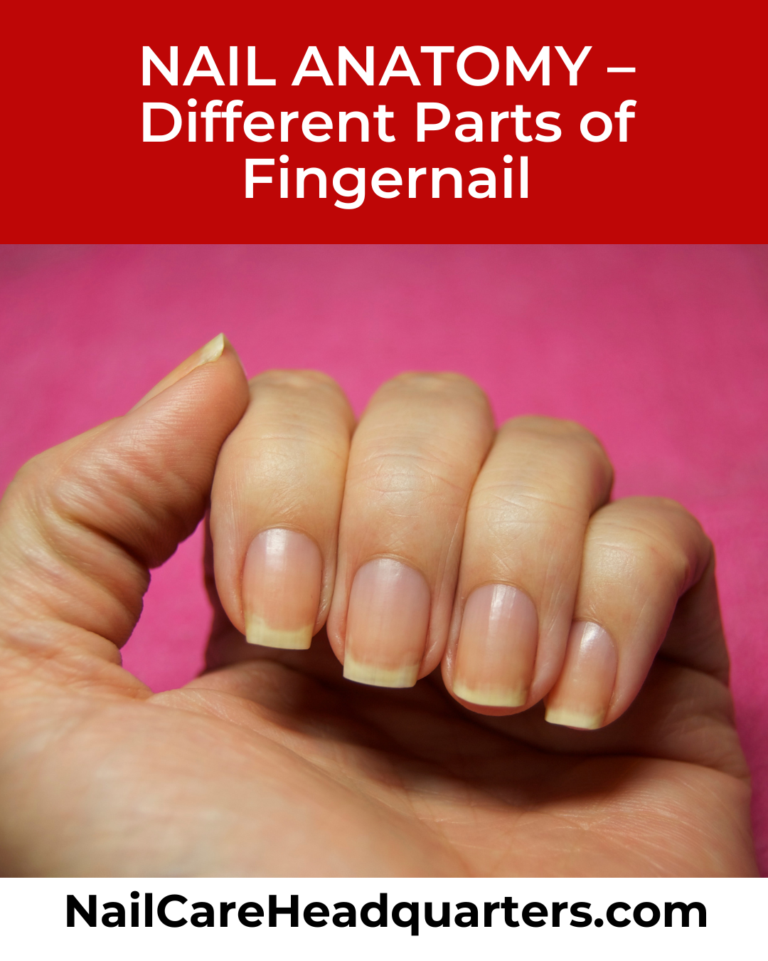 www.NailCareHQ.com Nail Anatomy